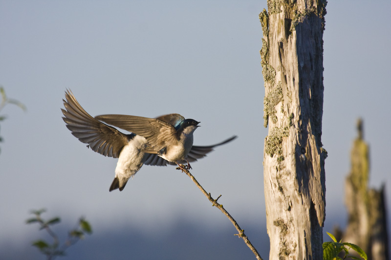 Tree Swallows